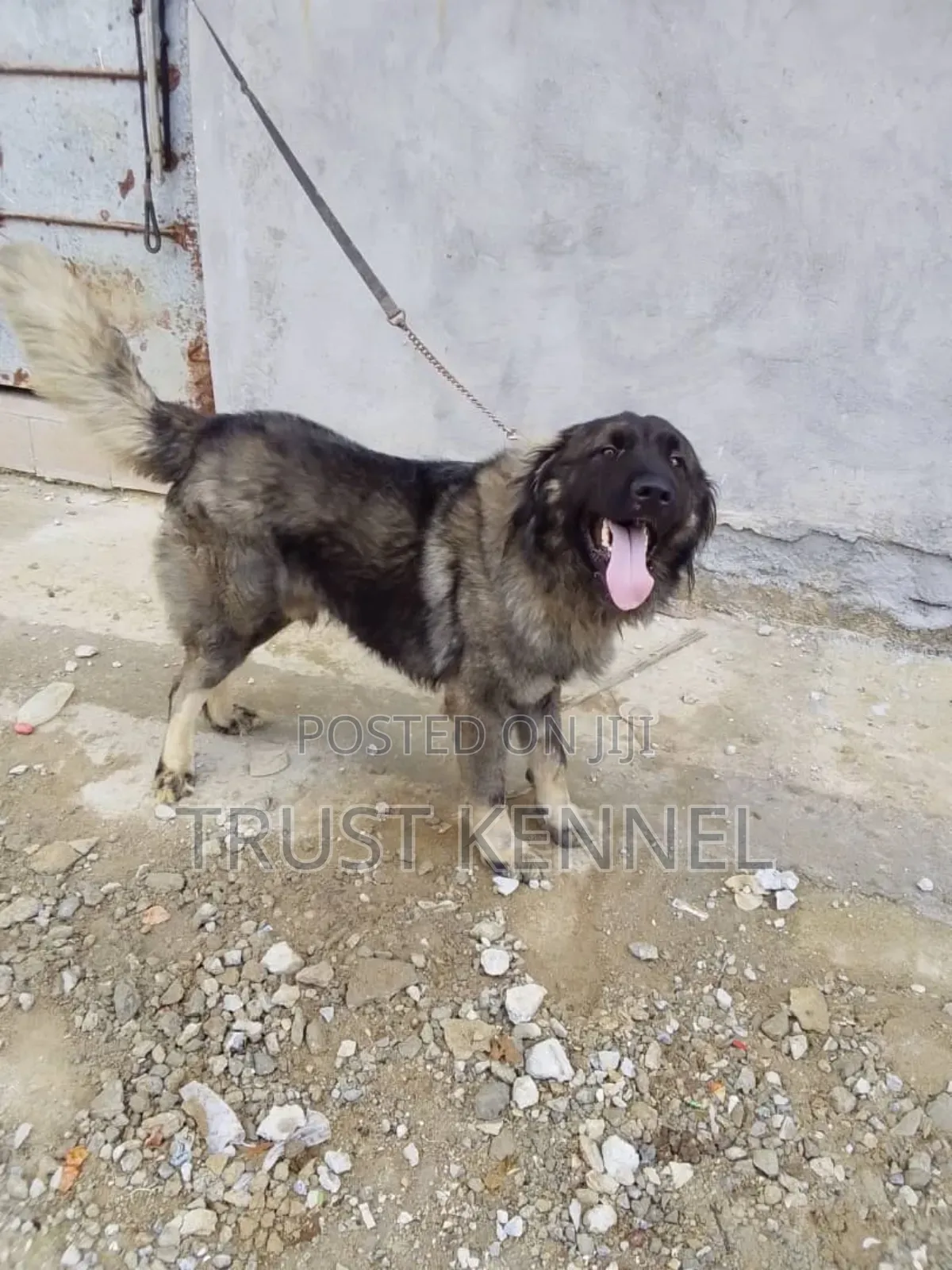 6-12 months Male Purebred Caucasian Shepherd