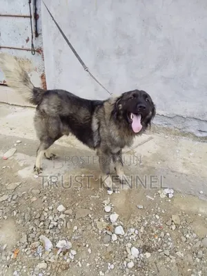 6-12 months Male Purebred Caucasian Shepherd