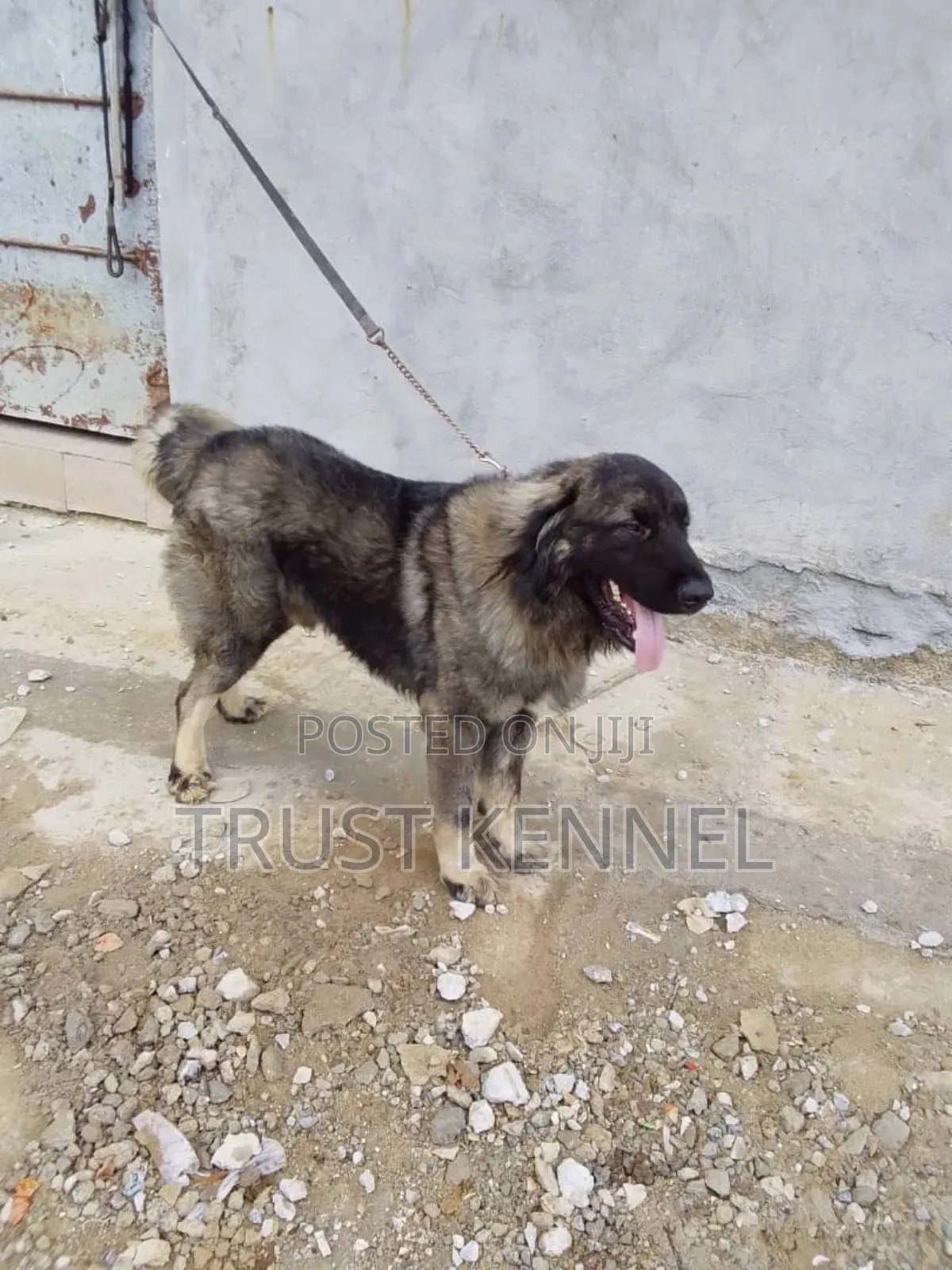 6-12 months Male Purebred Caucasian Shepherd