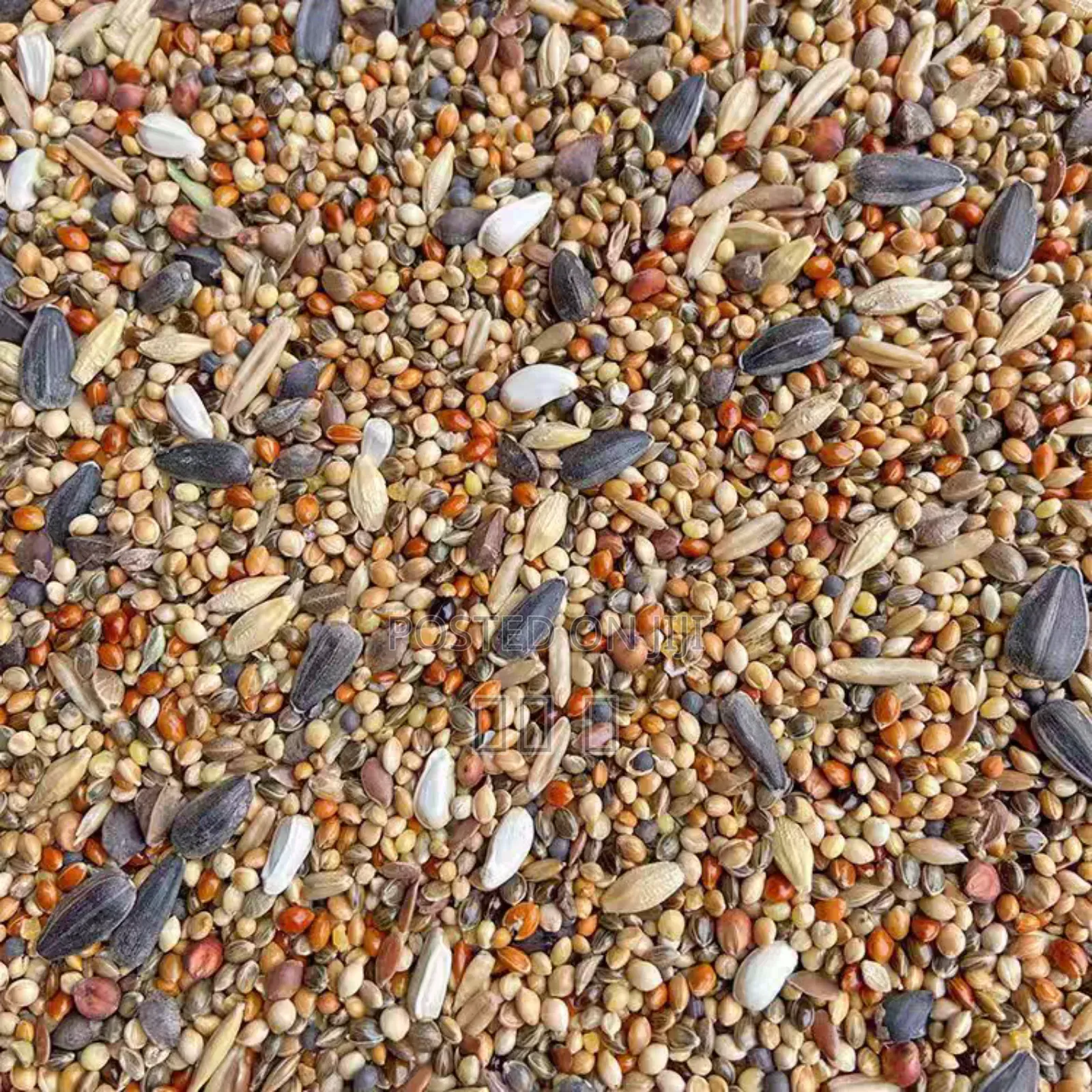 Chinese Bird Food Is Delicious But Not Expensive
