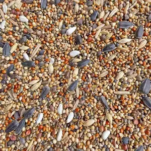 Chinese Bird Food Is Delicious But Not Expensive