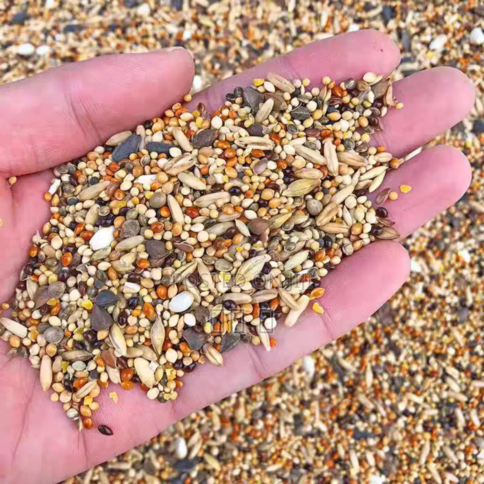 Chinese Bird Food Is Delicious But Not Expensive