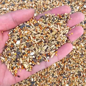 Chinese Bird Food Is Delicious But Not Expensive