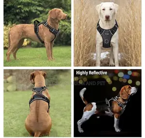 Long Leash With Potable Harness