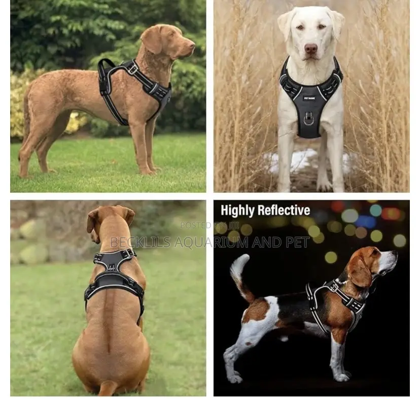 Long Leash With Potable Harness