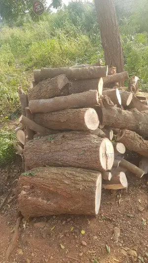 Chainsaw Operator