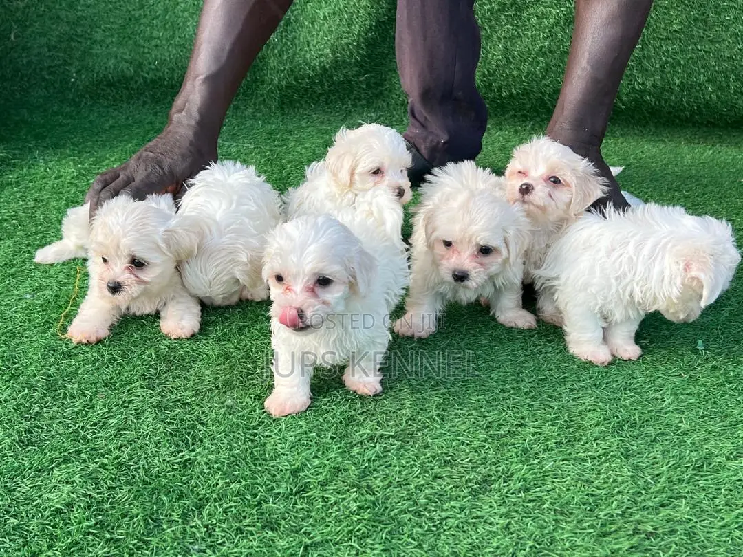 1-3 months Female Purebred Maltese
