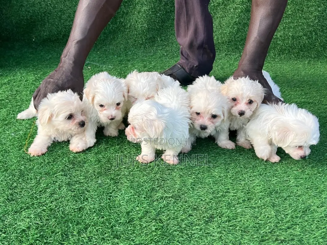 1-3 months Female Purebred Maltese