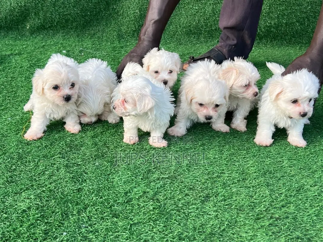 1-3 months Female Purebred Maltese