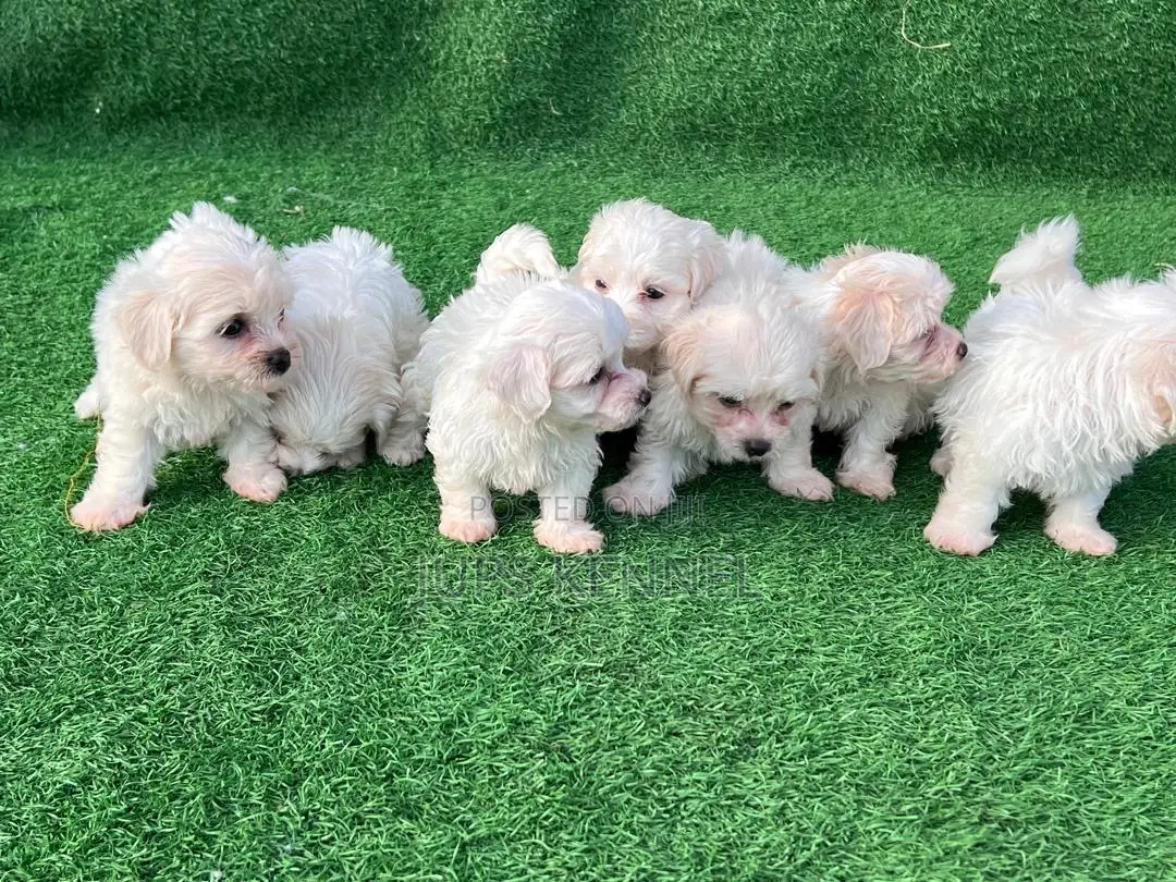 1-3 months Female Purebred Maltese
