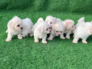 1-3 months Female Purebred Maltese