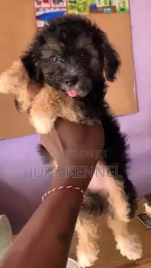1-3 months Male Purebred Poodle