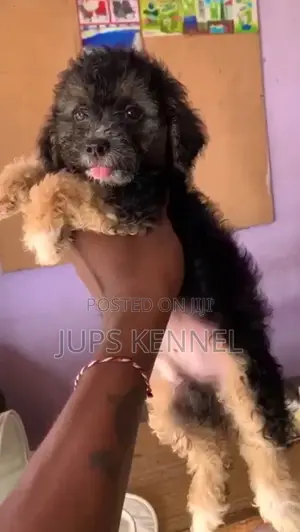 1-3 months Male Purebred Poodle