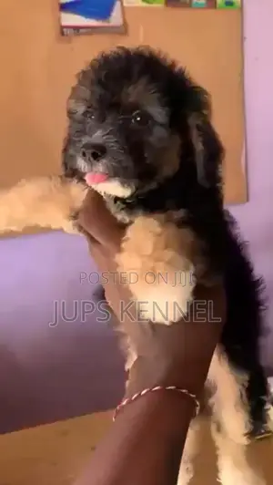 1-3 months Male Purebred Poodle