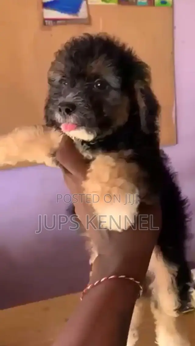 1-3 months Male Purebred Poodle