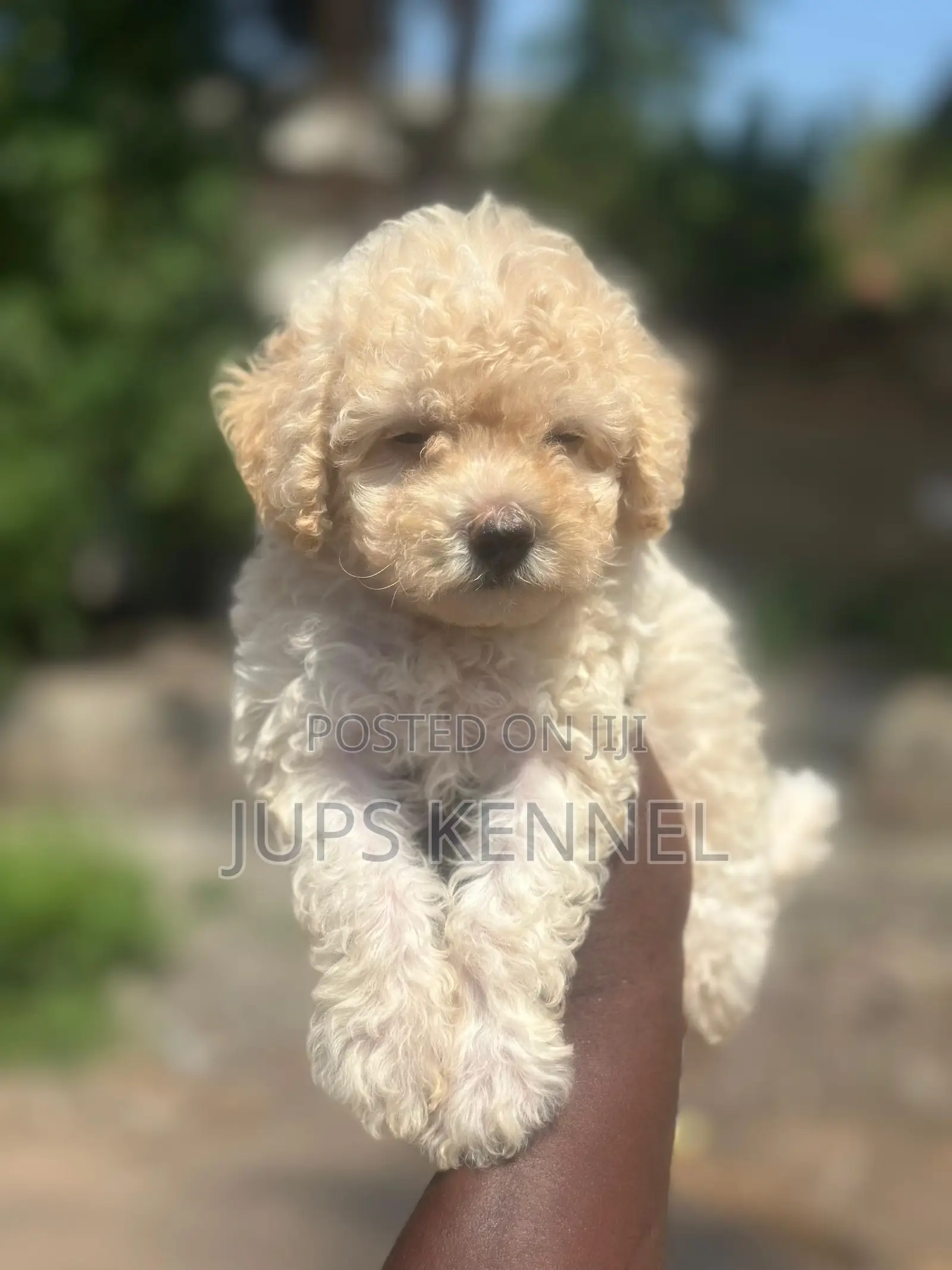 1-3 months Female Purebred Poodle