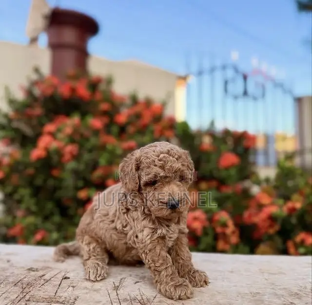1-3 months Female Purebred Poodle