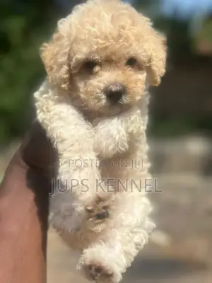1-3 months Female Purebred Poodle