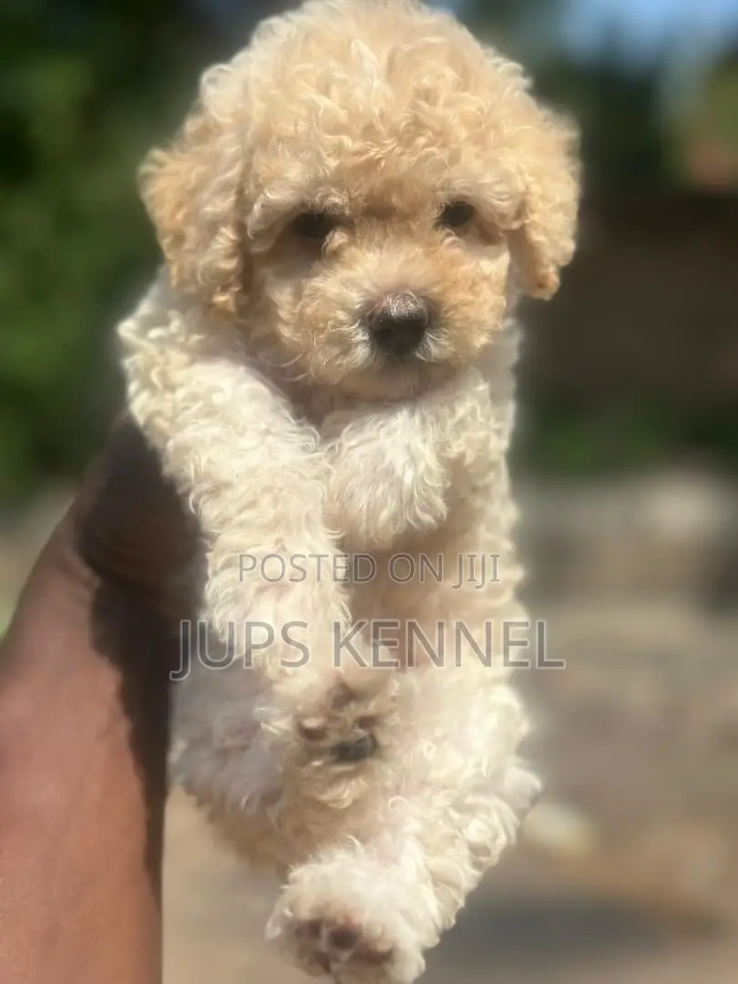1-3 months Female Purebred Poodle