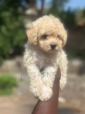 1-3 months Female Purebred Poodle