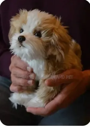1-3 months Female Purebred Maltese