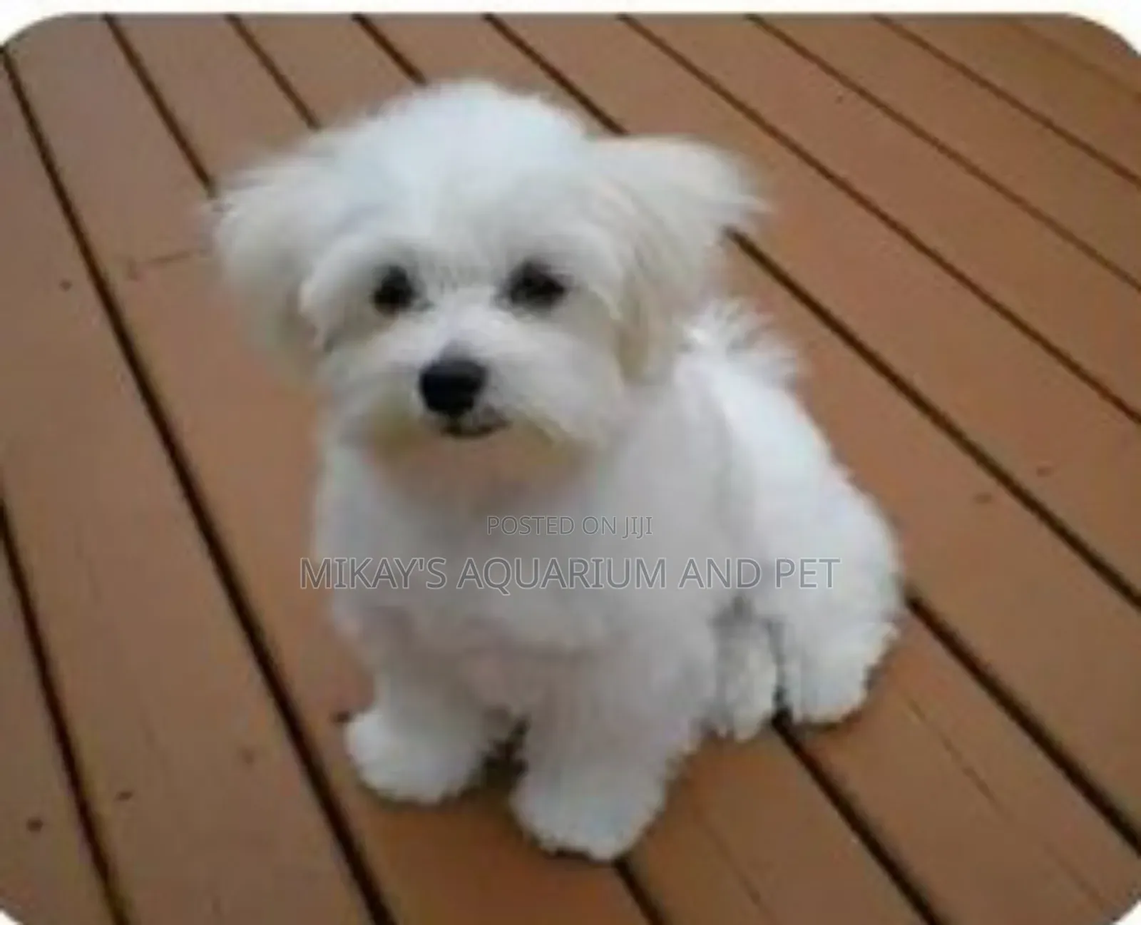 1-3 months Female Purebred Maltese