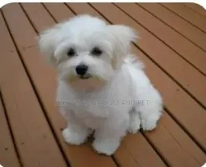 1-3 months Female Purebred Maltese