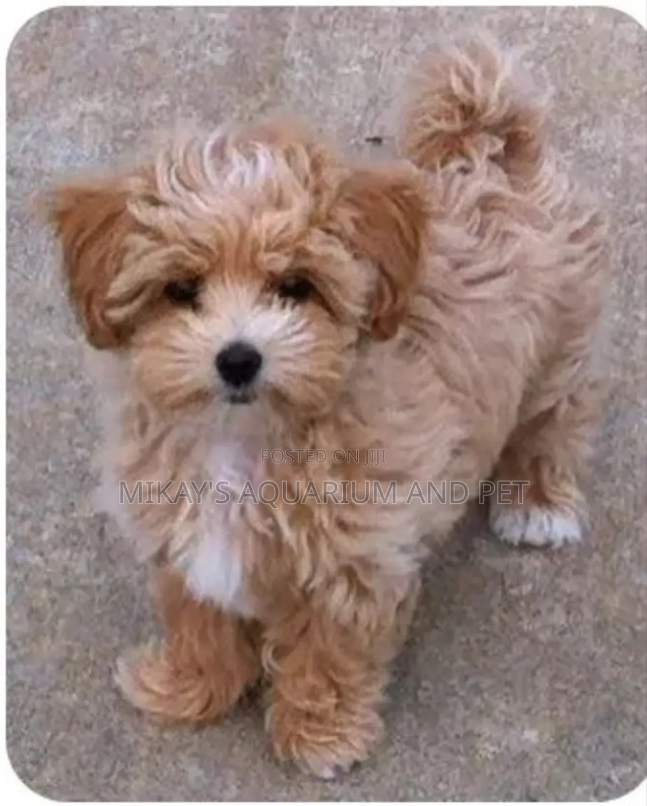 3-6 months Female Purebred Maltese