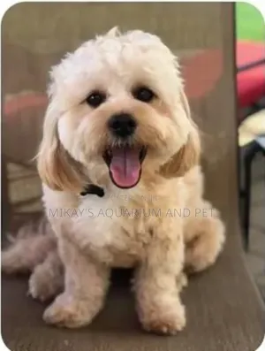 3-6 months Female Purebred Maltese