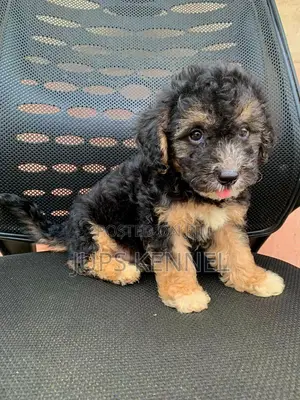 1-3 months Male Purebred Poodle