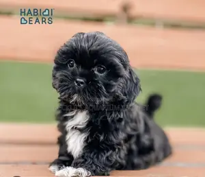 1-3 months Female Purebred Maltese