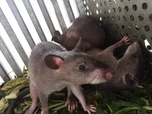 African Giant Pouched Rat (Kusie) for Breeding Read Description