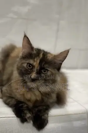 3-6 months Female Purebred Maine Coon