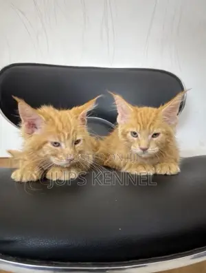 1-3 months Female Purebred Maine Coon