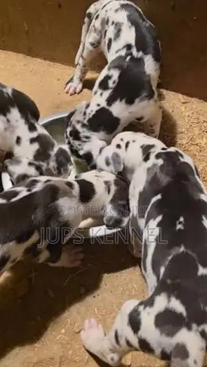 1-3 months Female Purebred Great Dane
