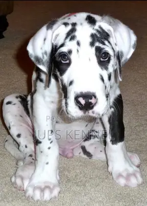 1-3 months Female Purebred Great Dane