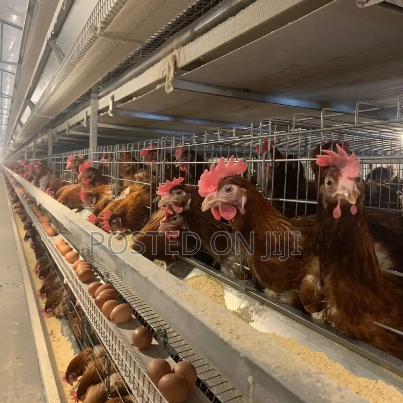 Fully Automated Chicken Cage