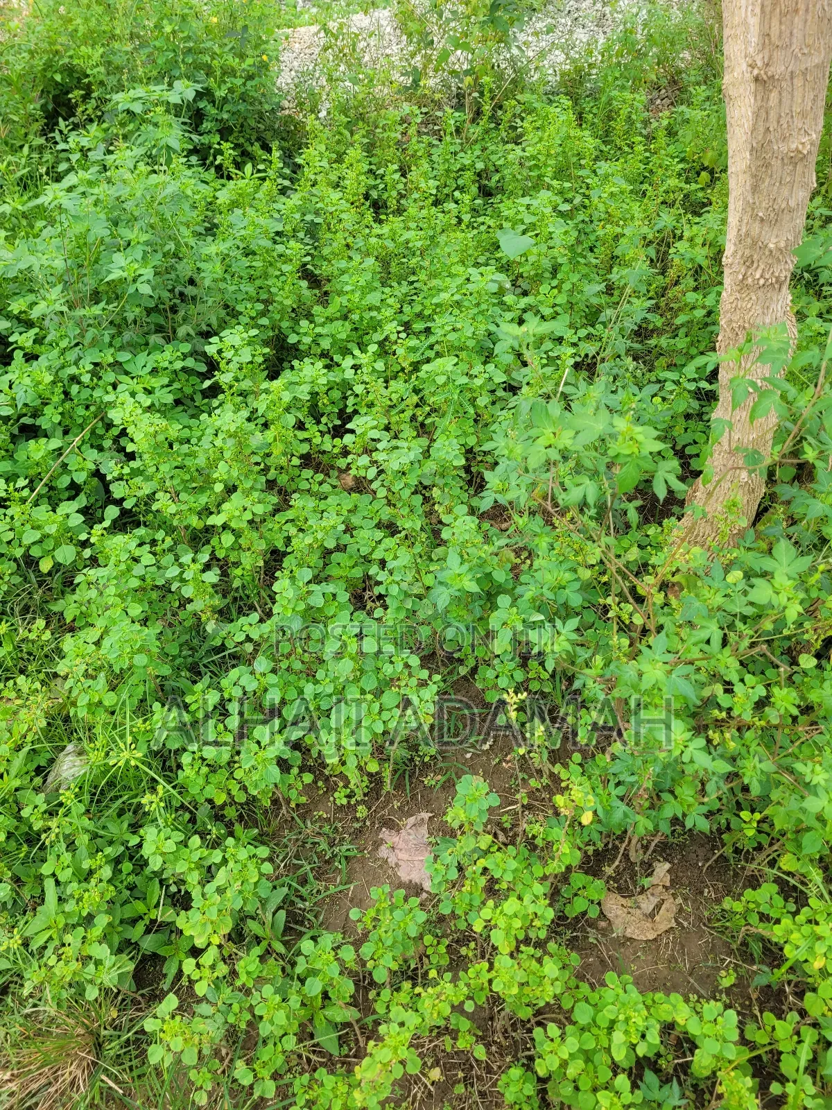 Two Plots of Land at Sorkoban Krofrom Adumasa