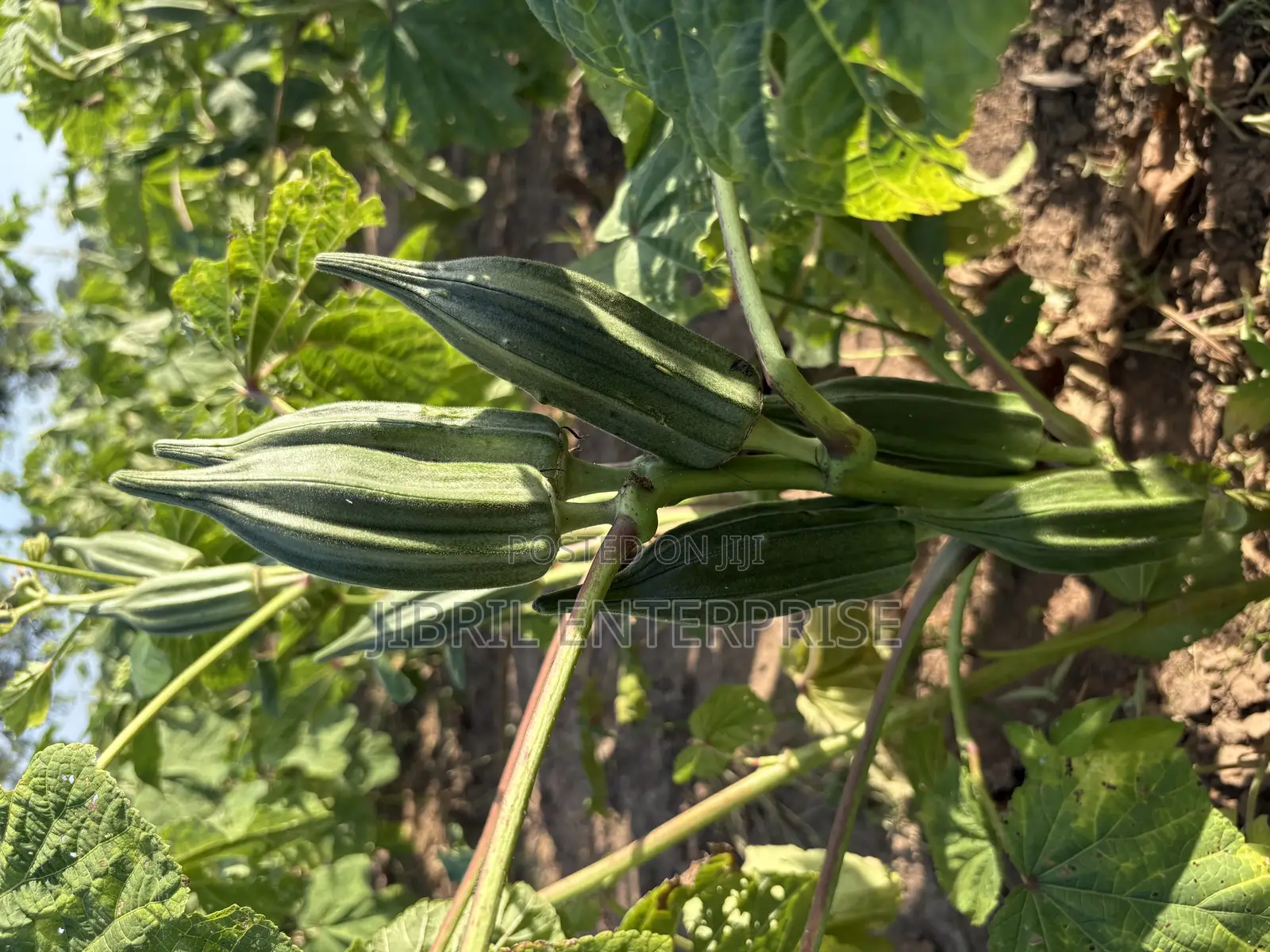 Ewe Okro(Abelmoscus Esculentus)