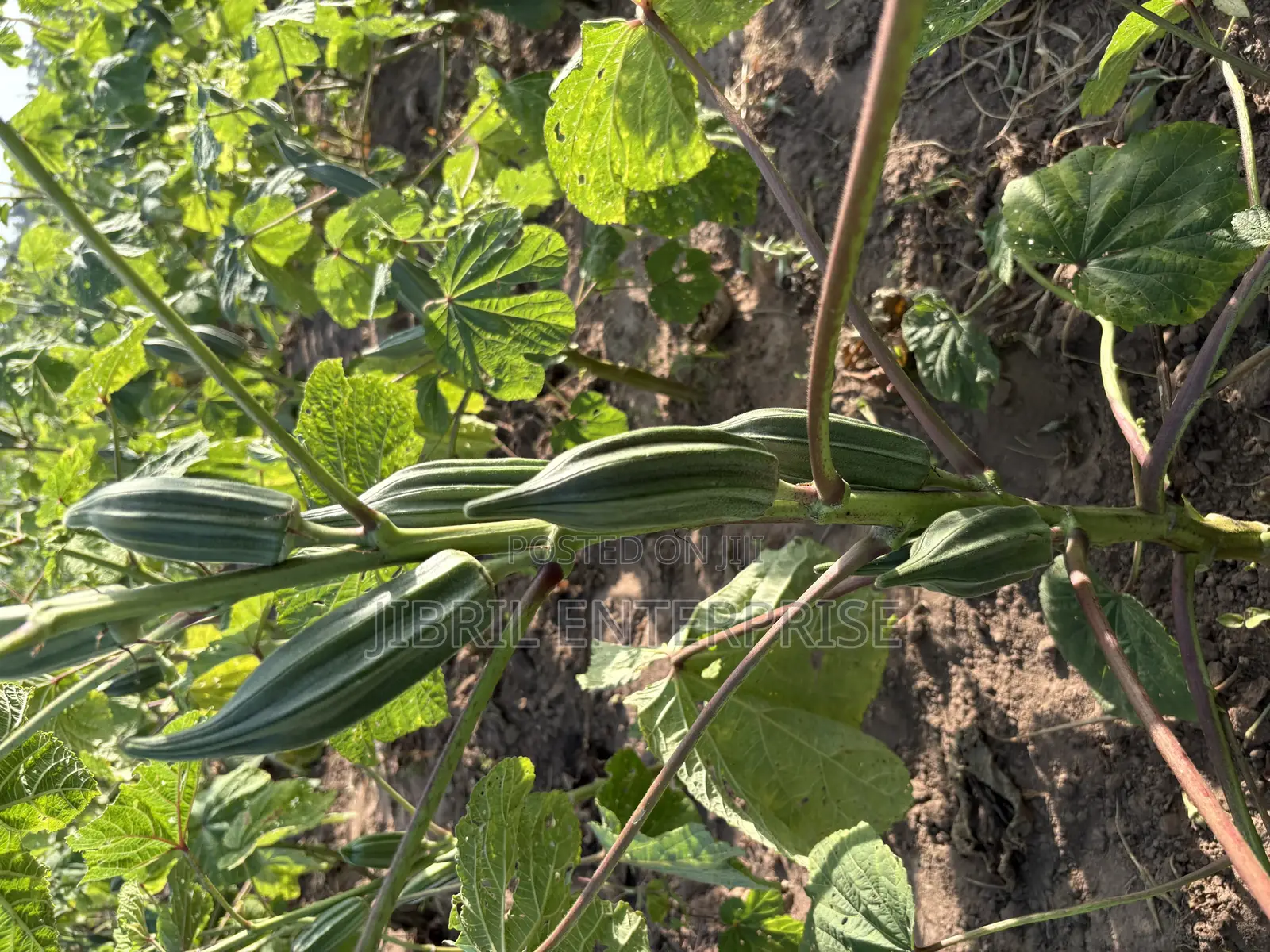 Ewe Okro(Abelmoscus Esculentus)