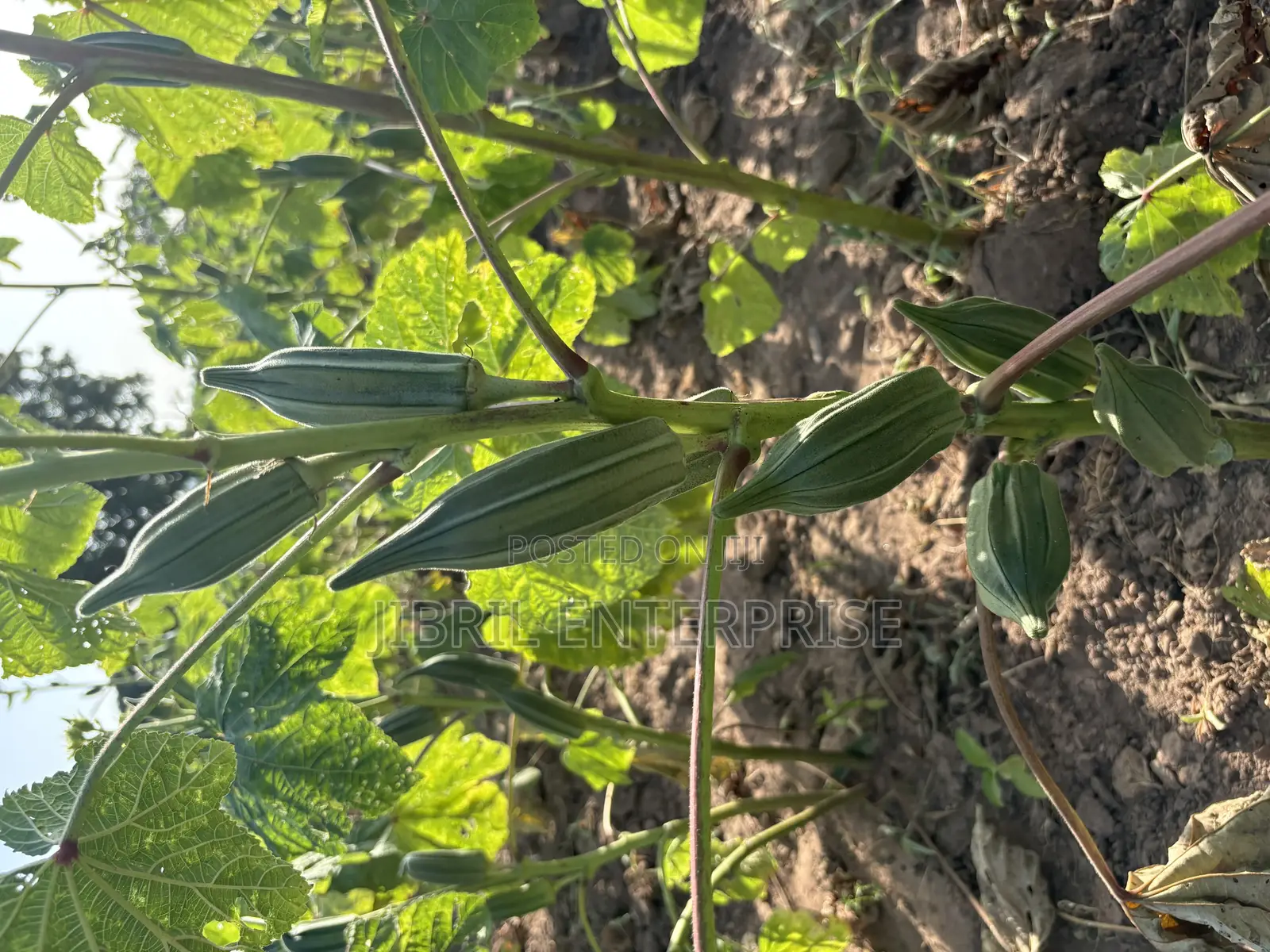 Ewe Okro(Abelmoscus Esculentus)