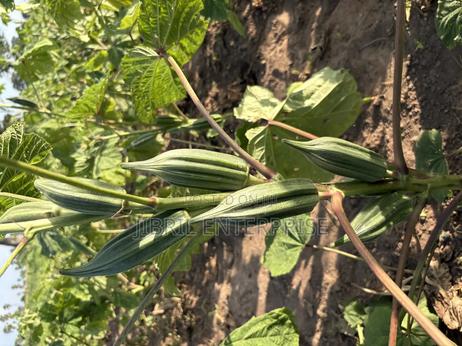 Ewe Okro(Abelmoscus Esculentus)