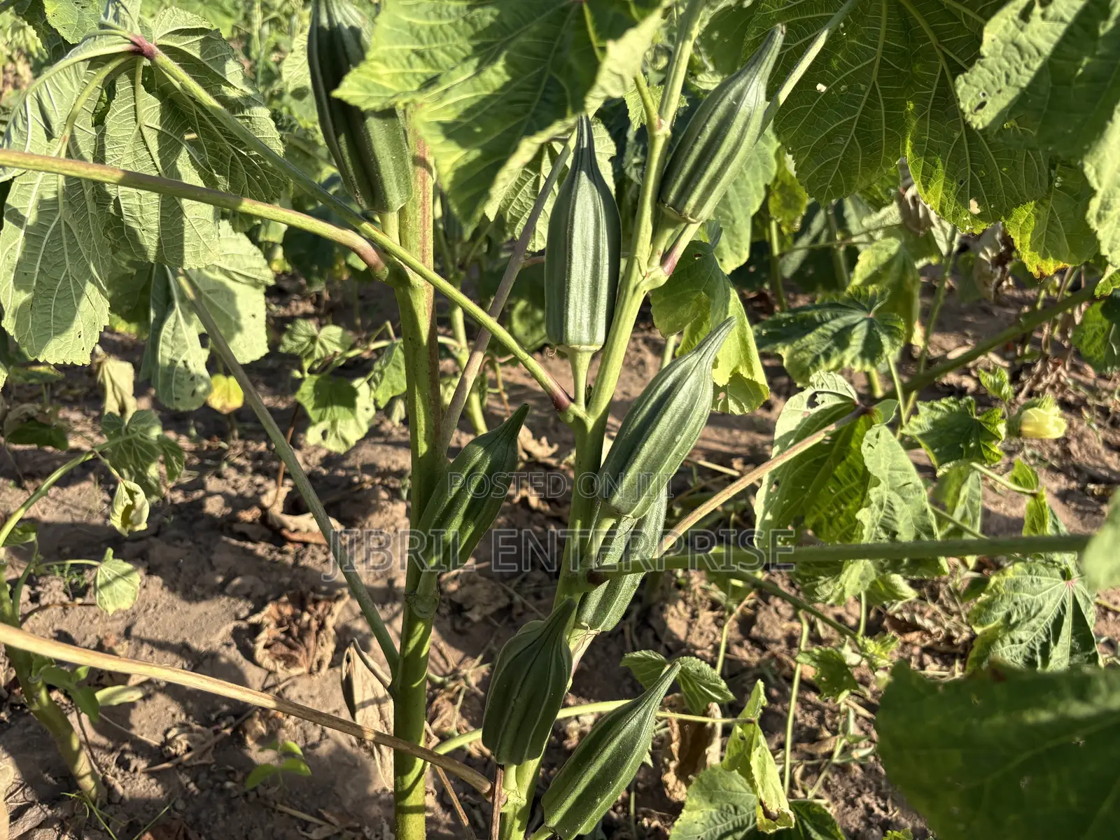 Ewe Okro(Abelmoscus Esculentus)