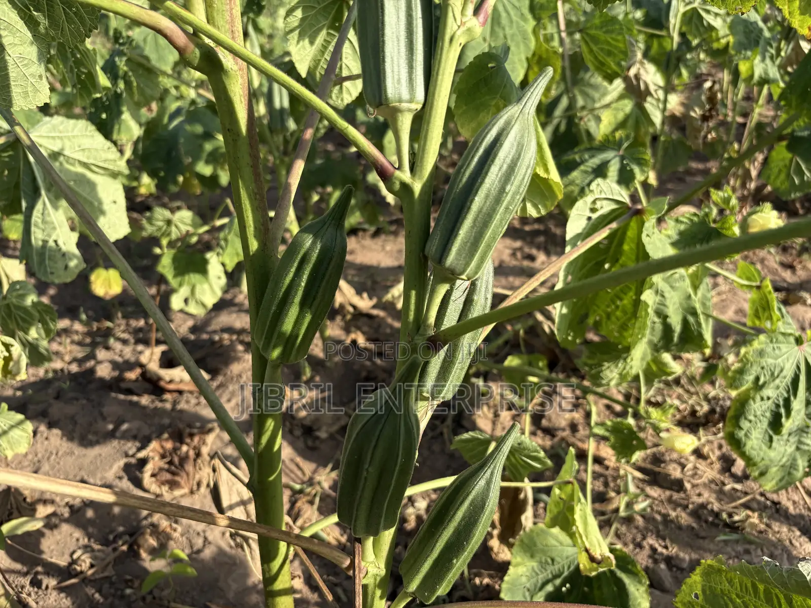 Ewe Okro(Abelmoscus Esculentus)