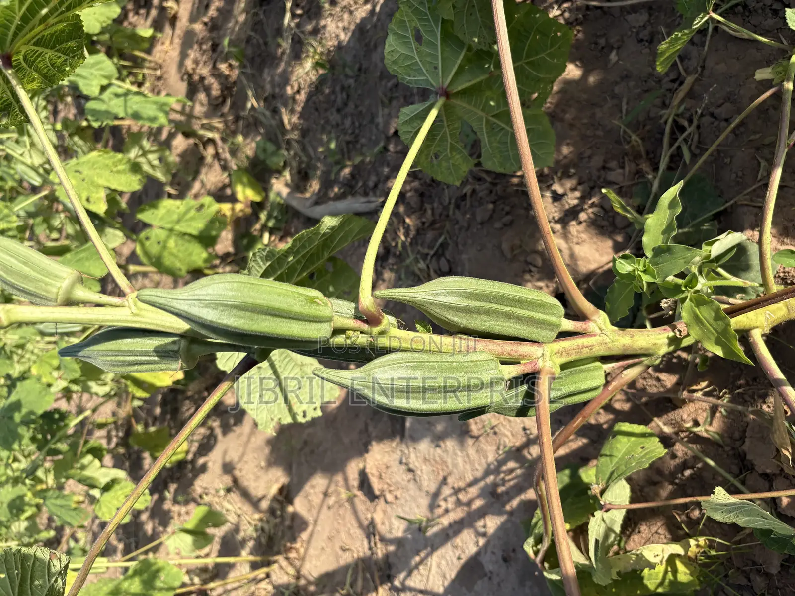 Ewe Okro(Abelmoscus Esculentus)