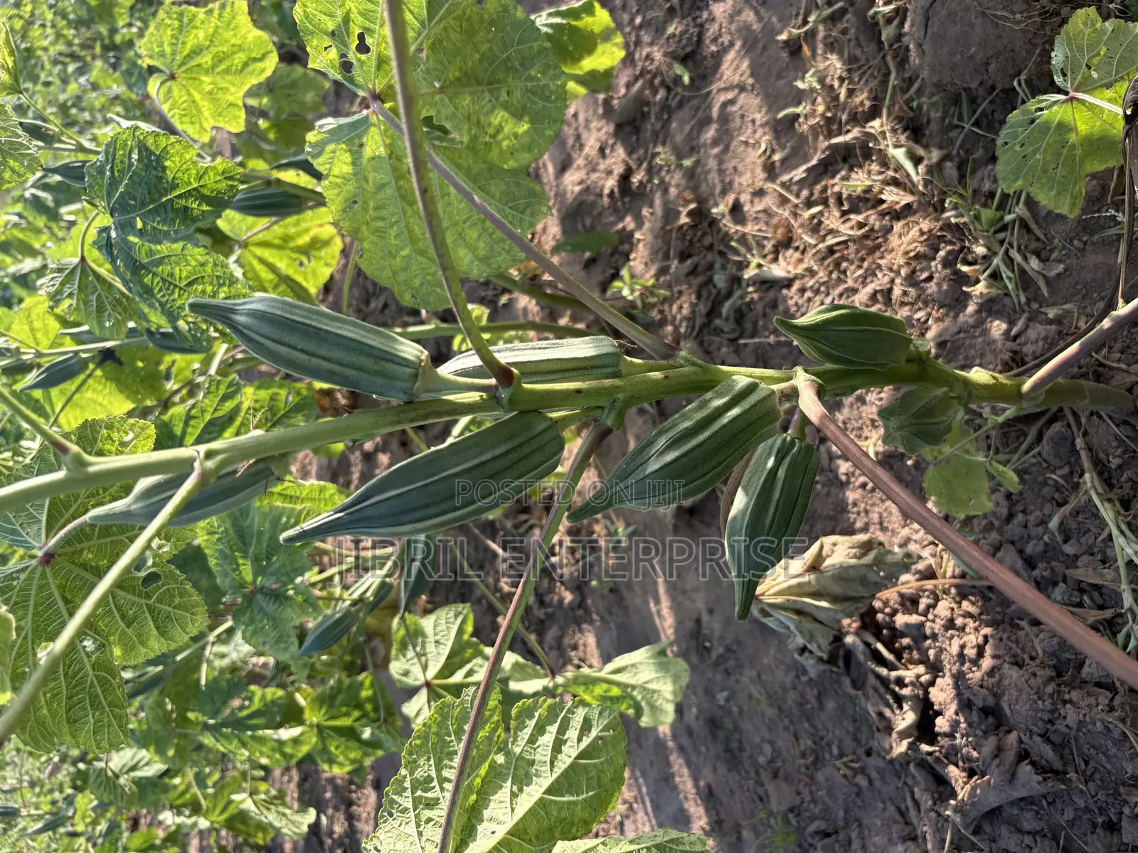 Ewe Okro(Abelmoscus Esculentus)