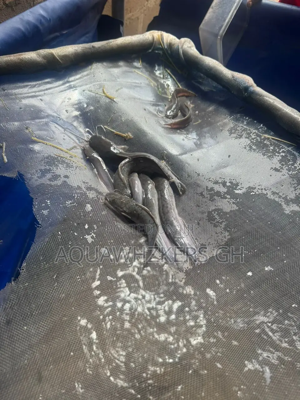 Start Your Catfish Farm Business With Us