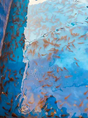 Start Your Catfish Farm Business With Us