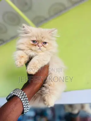 1-3 months Male Purebred Persian