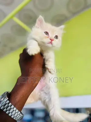 1-3 months Male Purebred Persian